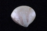 藏品(普通文蛤)的圖片